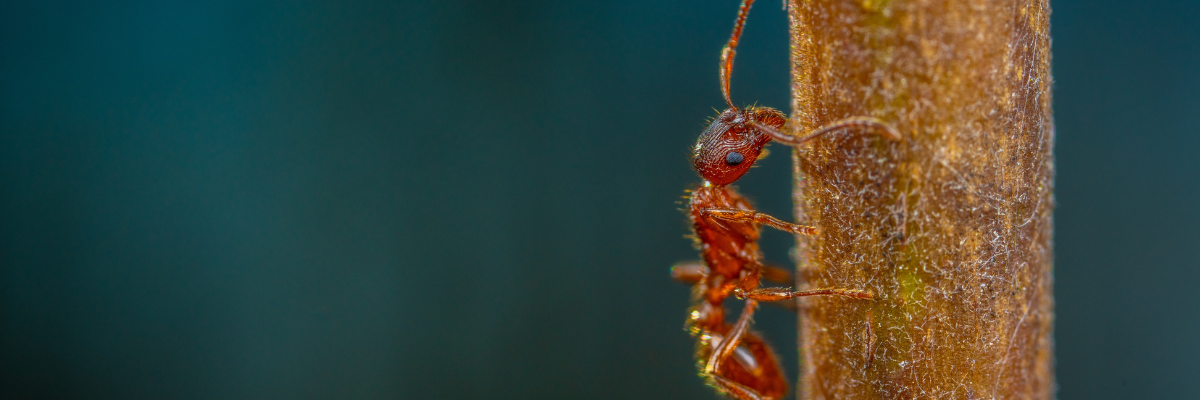 Ant control