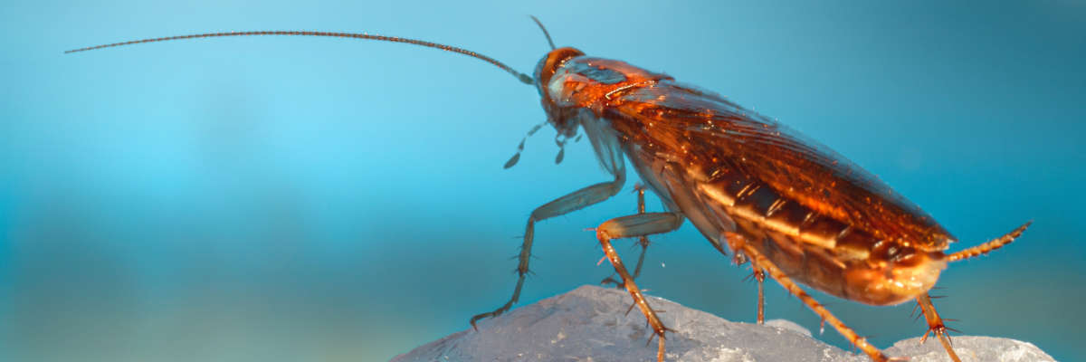 Cockroach control