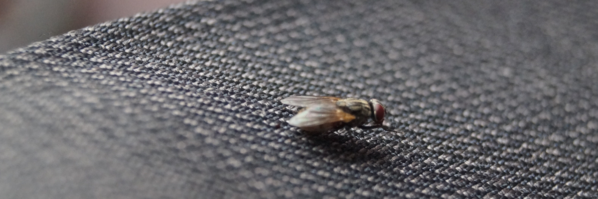 Fly control