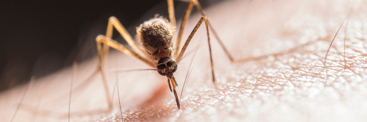 Mosquito control