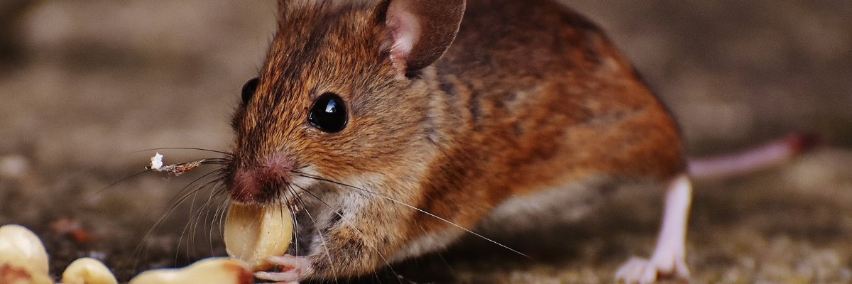 Rodent control