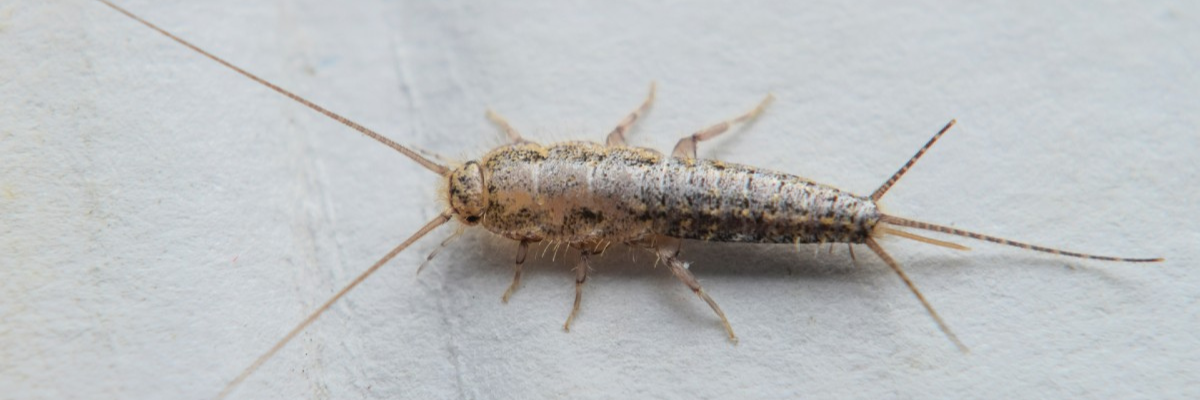 Silverfish control