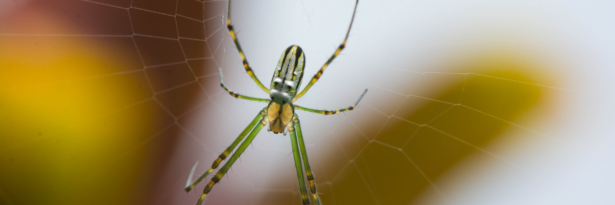 Spider control