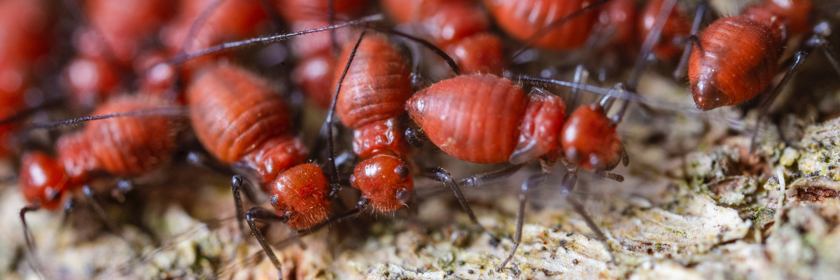 Termites for termite control service